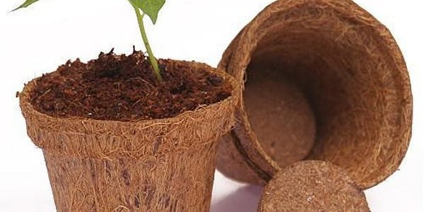 coco-pot